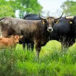 Struintocht: op zoek naar taurossen in KempenBroek