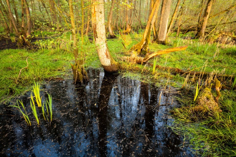 Moerasbos in het Wijffelterbroek