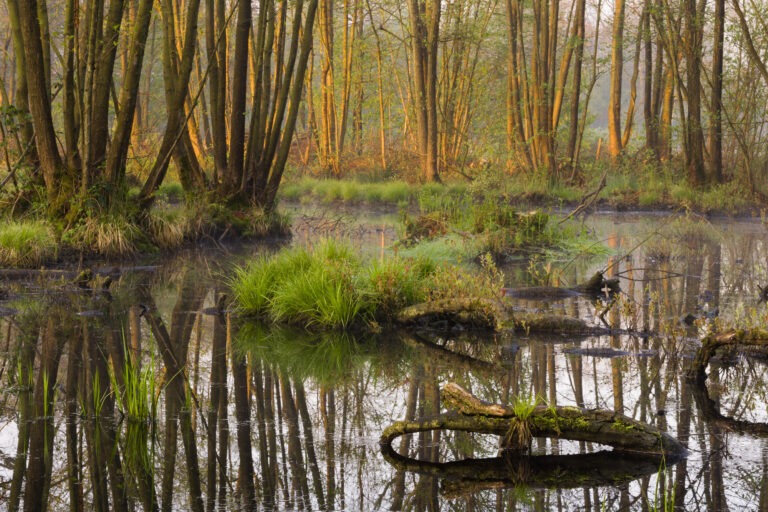 Elzenbroekbos