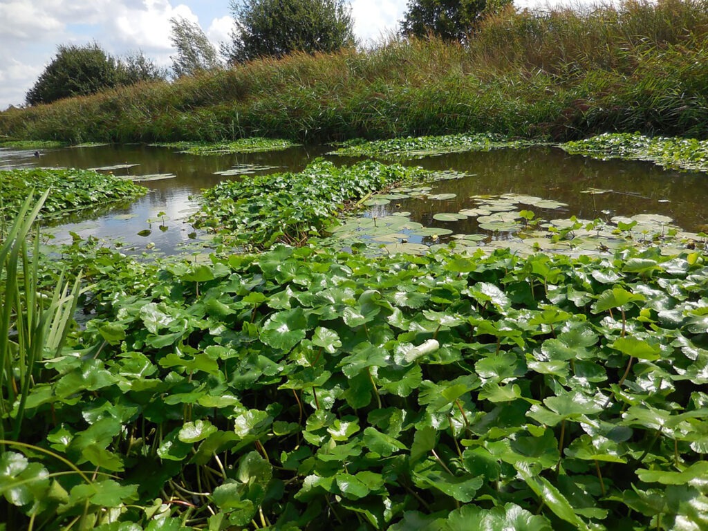 Grote waternavel, een invasieve exoot die met het project Hydocotyle bestreden wordt.