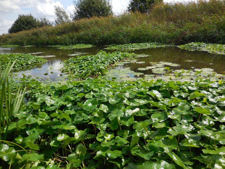 Grote waternavel, een invasieve exoot die met het project Hydocotyle bestreden wordt.