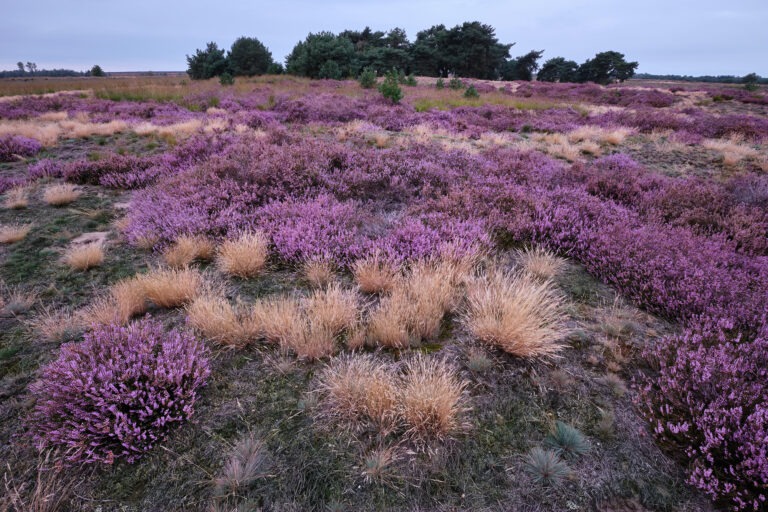 Bloeiende struikhei in de Boshoverheide