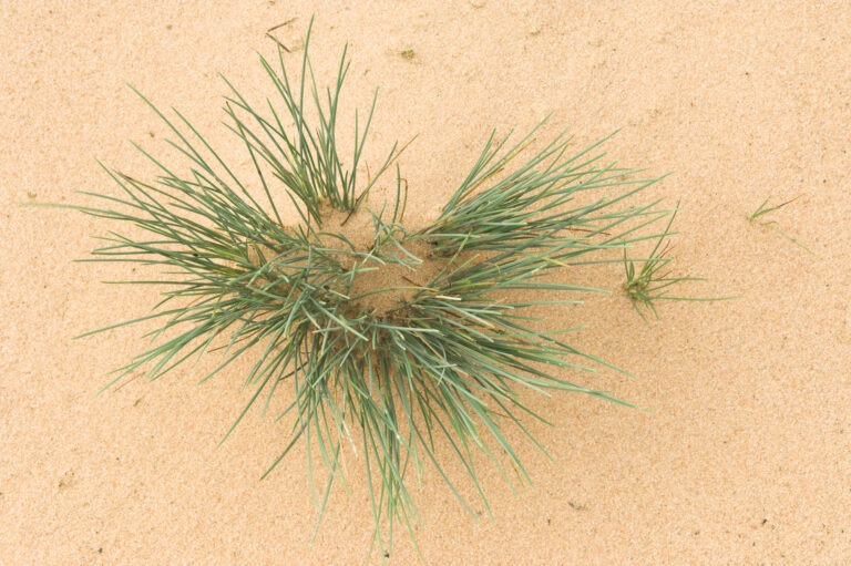 Buntgras