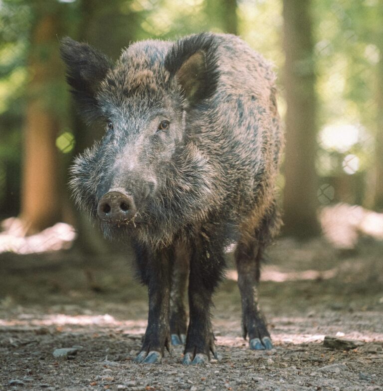 wild zwijn WildlifeNL